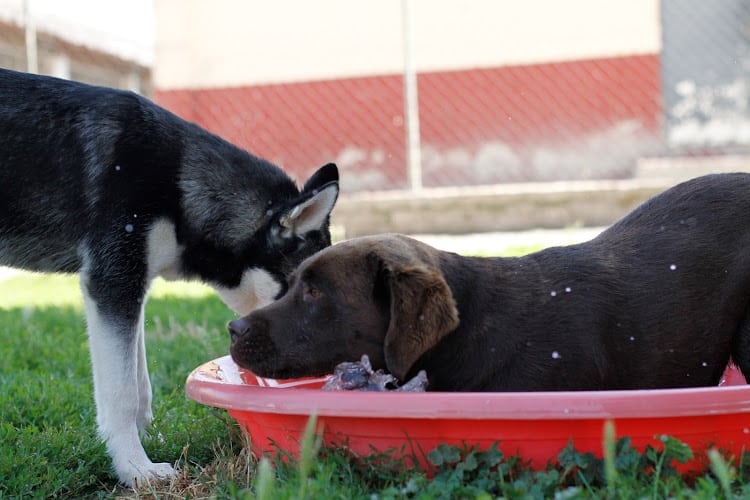 Negocio Centro Canino Ariñez