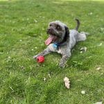 Centro Canino Avilcan – Guardería Canina en Ávila