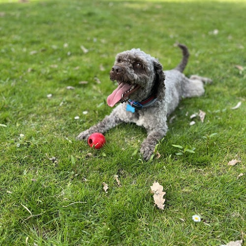 Negocio Centro Canino Avilcan