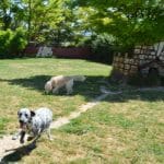 Centro Canino Berquir – Guardería Canina en Añorbe