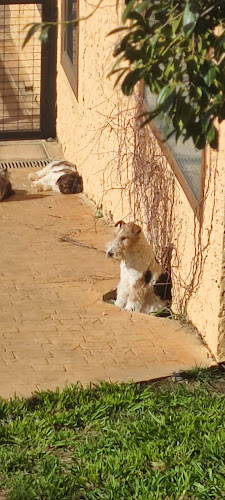 Negocio Centro Canino Birutxines By Álvaro García Groomer