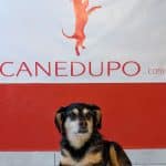 Centro Canino Canedupo – Guardería Canina en Lugo