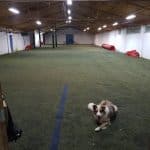 Centro Canino Canedupo Ponteareas – Guardería Canina en Ponteareas