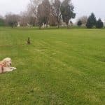 Centro Canino Cococan – Guardería Canina en A Coruña