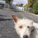 Centro Canino De Tudela – Guardería Canina en Tudela