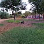Centro Canino De Villa Vereda – Guardería Canina en Bormujos