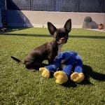 Centro Canino Del Valle Caprice – Guardería Canina en Méntrida