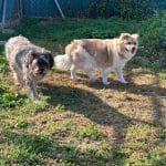 Centro Canino Eder Can – Guardería Canina en Gamarra Mayor