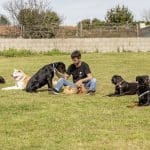 Centro Canino Educando – Guardería Canina en Santander