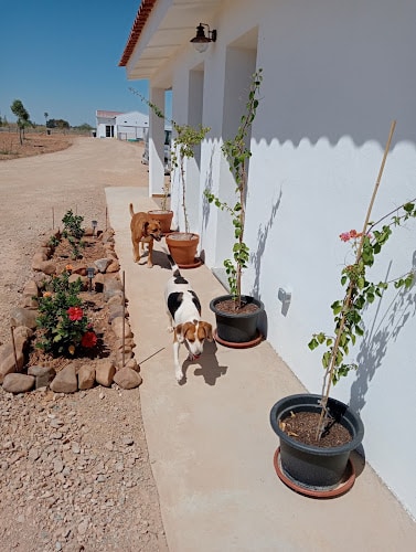 Negocio Centro Canino