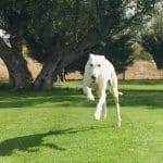 Centro Canino El Olivar – Guardería Canina en Lardero