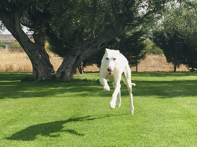 Negocio Centro Canino El Olivar