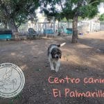 Centro Canino El Palmarillo – Guardería Canina en Guillena