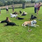 Centro Canino El Xelán S.l. – Guardería Canina en Asturias