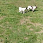 Centro Canino Indartxu – Guardería Canina en Altube