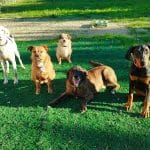 Centro Canino Kyk – Guardería Canina en Huarte