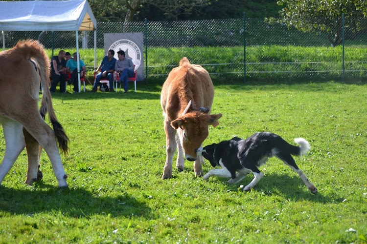 Negocio Centro Canino La Eria S.c.