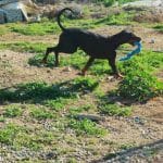 Centro Canino La Senda – Guardería Canina en Pinseque