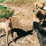 Centro Canino La Serranía – Guardería Canina en Villar del Arzobispo