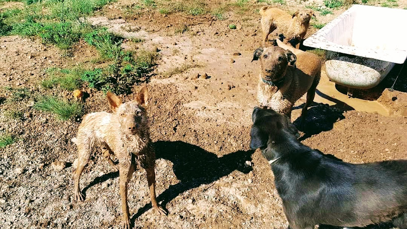 Negocio Centro Canino La Serranía