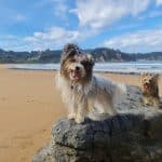 Centro Canino Las Almenas – Guardería Canina en Gijón