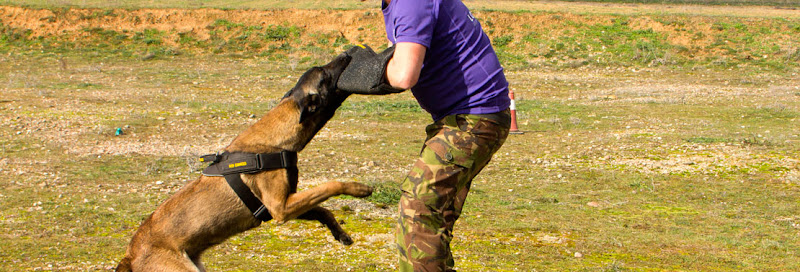 Negocio Centro Canino Lobocan