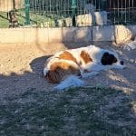 Centro Canino Lord Can – Guardería Canina en Madrid