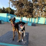 Centro Canino Los Árboles – Guardería Canina en Balsicas