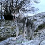 Centro Canino Mallorcan – Guardería Canina en Inca