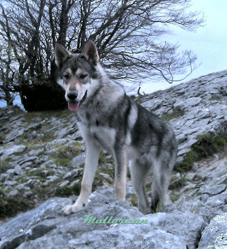 Negocio Centro Canino Mallorcan