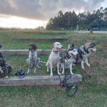 Centro Canino Montegatto – Guardería Canina en Oza dos Ríos
