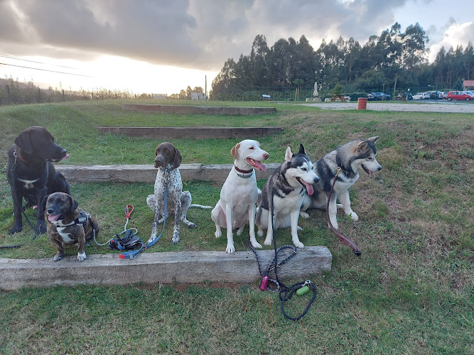 Negocio Centro Canino Montegatto