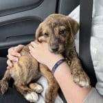 Centro Canino New Alvacan – Guardería Canina en Miguelturra