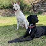 Centro Canino O Meu Can Hotel Canino Vigo – Guardería Canina en Vigo