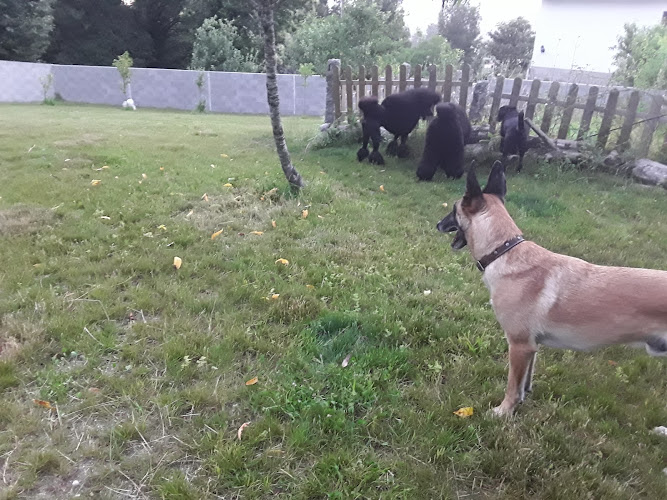 Negocio Centro Canino Ollo Ó Can