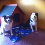 Centro Canino- Residencia Canina “ El Cid Del Orbigo” – Guardería Canina en Palazuelo de Órbigo