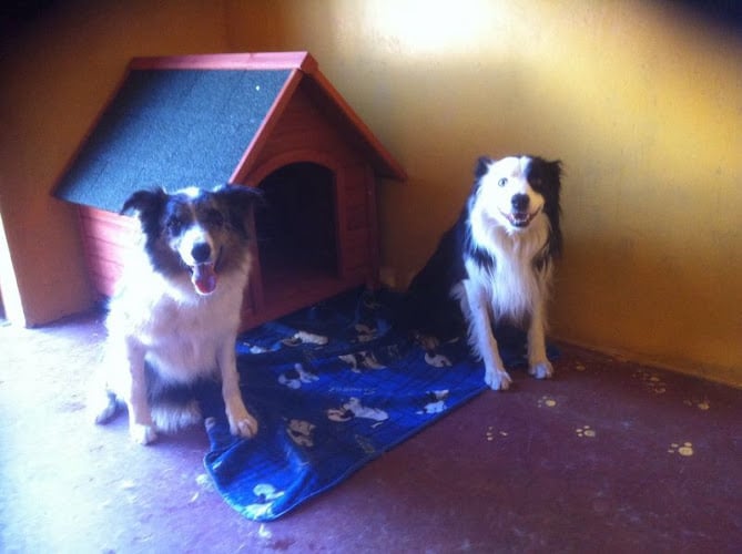 Centro Canino- Residencia Canina “ El Cid Del Orbigo”
