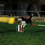 Centro Canino Sa Roca - Guardería Canina – Guardería Canina en Peñaflor de Gállego