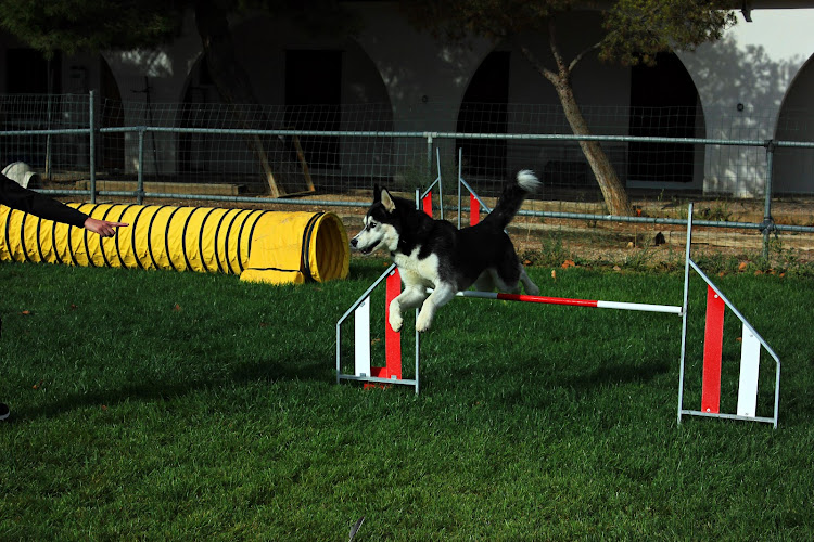 Negocio Centro Canino Sa Roca - Guardería Canina
