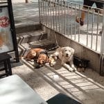 Centro Canino Sport-Dog – Guardería Canina en Alcalá de Guadaíra