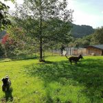 Centro Canino Valdáliga – Guardería Canina en Treceño