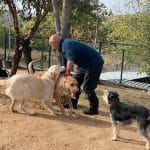 Centro Canino Vallecan – Guardería Canina en Fuencarral-El Pardo