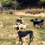 Centro Canino Y Residencia Don Del Barri – Guardería Canina en Murchante