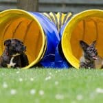 Centro Canino Zurbano – Guardería Canina en Zurbano