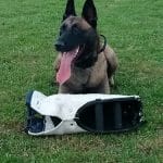 Centro De Educación Canina - La Llamada De Buck - Margen Izquierda – Guardería Canina en San Julián de Musques