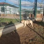 Centro De Protección Animal – Guardería Canina en Vitoria-Gasteiz