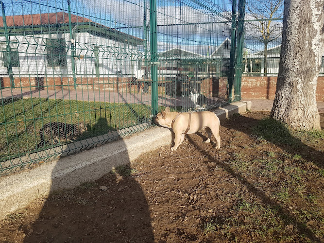 Negocio Centro De Protección Animal
