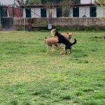 Centro Kennels – Guardería Canina en Combarro