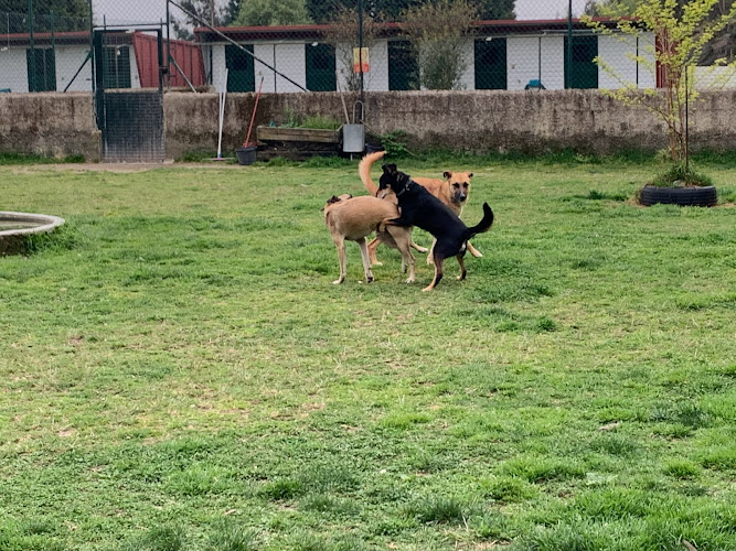 Negocio Centro Kennels