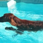 Chuchilandia, S.l. – Guardería Canina en Torrejón de Ardoz
